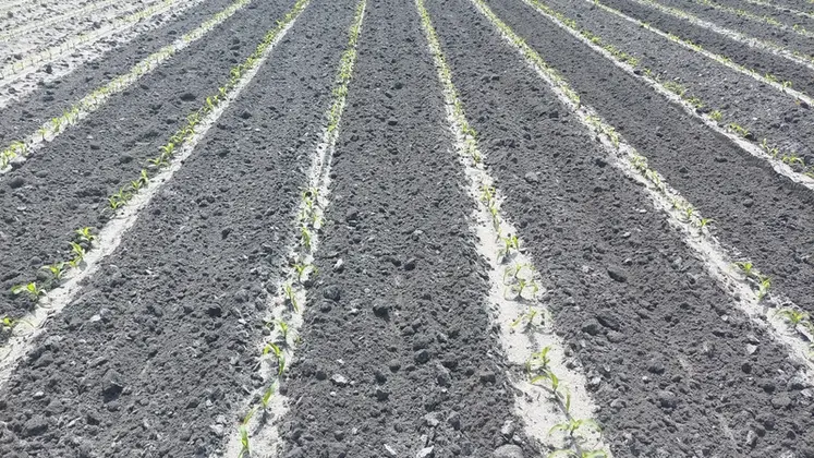 <em class="placeholder">Le binage se fait au plus près du rang de maïs, celui-ci étant traité avec un herbicide.</em>