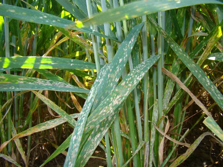<em class="placeholder">Les taches d&#039;oïdium sont disposées de façon éparse sur les feuilles, au début de son développement.</em>