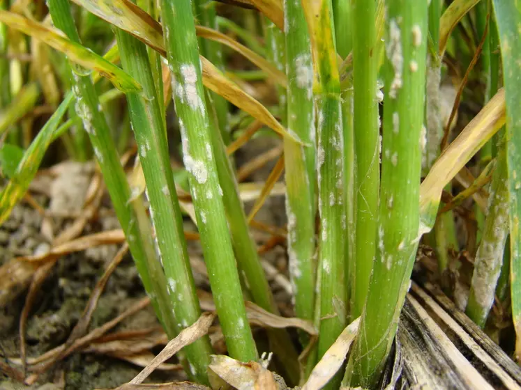 <em class="placeholder">Des symptômes apparaissent sur les gaines aussi bien que sur les feuilles.</em>