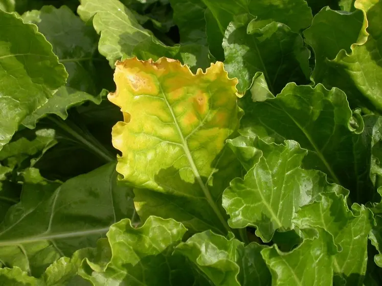 <em class="placeholder">feuille de betterave sucrière avec symptôme de jaunisse</em>