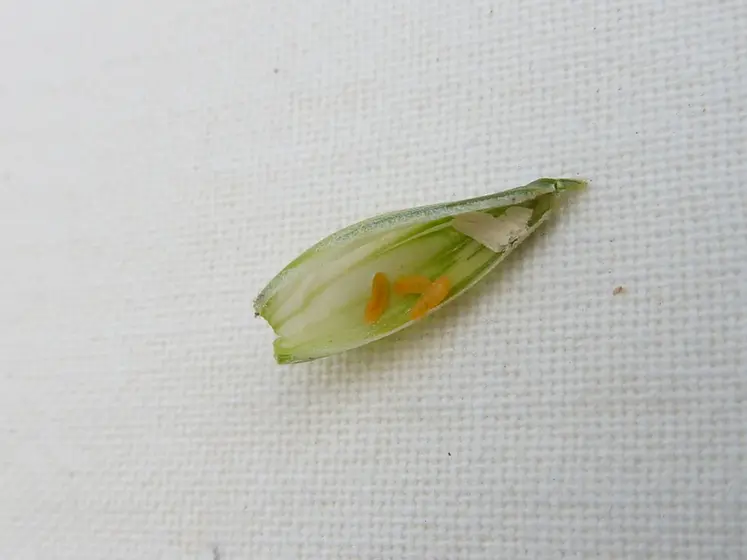 <em class="placeholder">Deux asticots oranges de cécidomyie sur une glumelle d&#039;un épillet de blé.</em>
