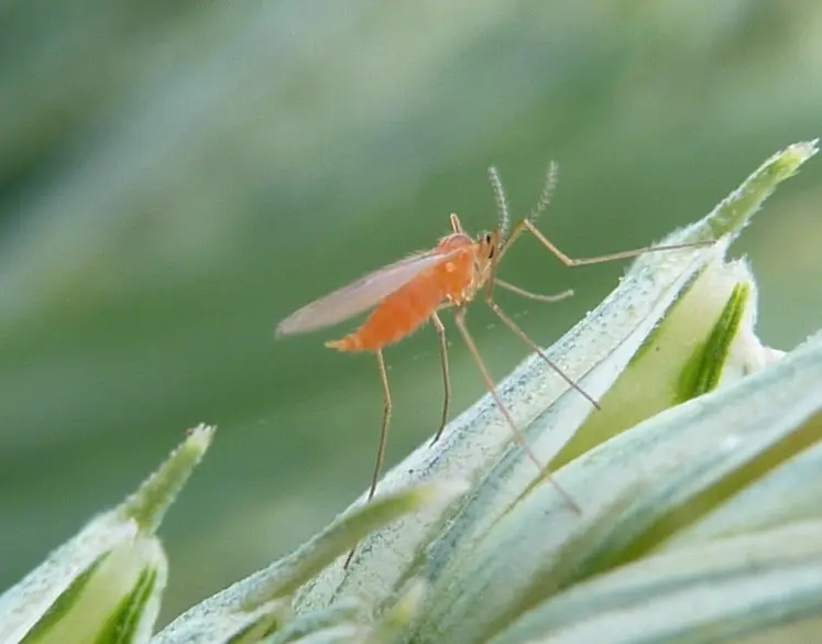 <em class="placeholder">Moucheron adulte de cécidomyie orange sur un épillet de blé.</em>