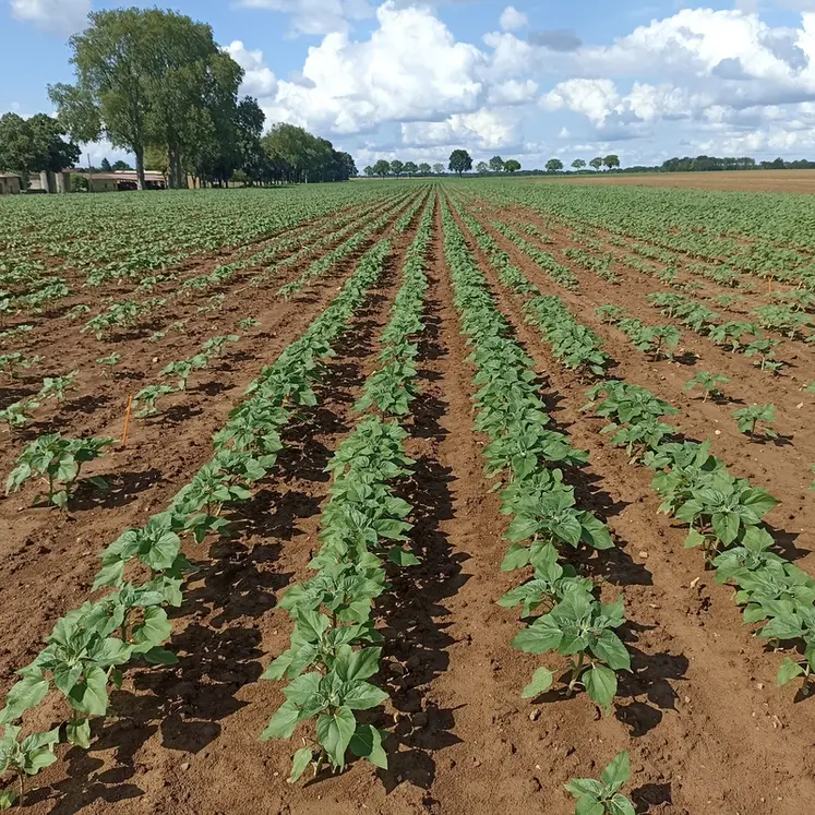 <em class="placeholder">champ de tournesol avant floraison</em>