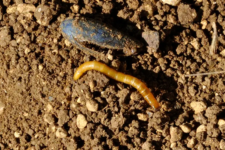<em class="placeholder">Taupins sur tournesol, (54) avril 2013. (>95% de perte à la levée) dans un système sans labour</em>