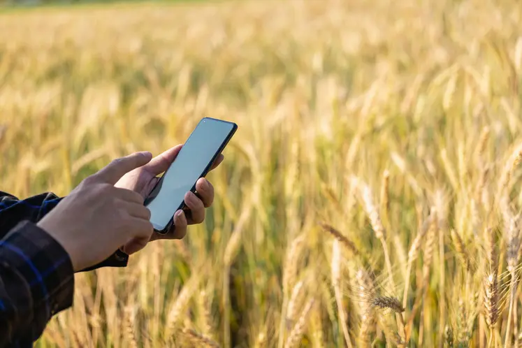Agriculteur avec son smartphone dans son champ de blé
