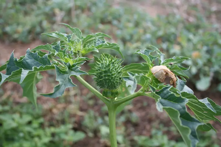 <em class="placeholder">Plante de datura dans une parcelle agricole.</em>