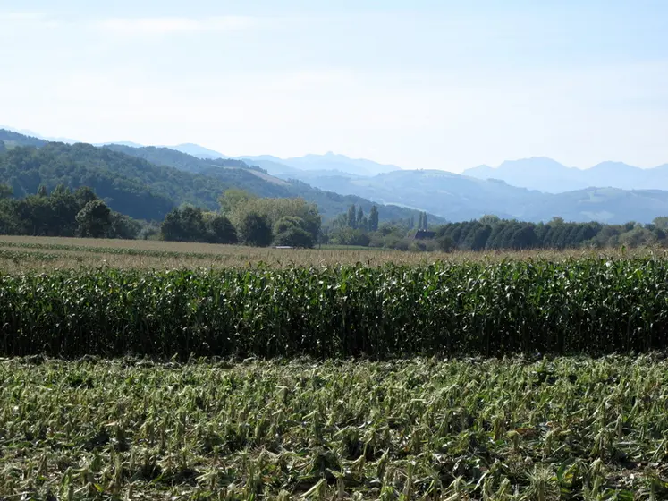 <em class="placeholder">Parcelle de maïs dans Les Landes</em>