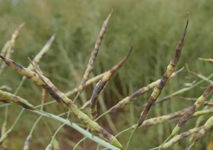 <em class="placeholder">Le rendement est affecté par mycosphaerella quand le champignon atteint les siliques, comme ce fut le cas en 2024.</em>