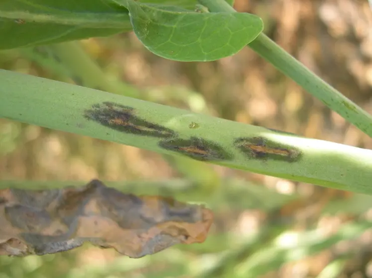 <em class="placeholder">Sur tige, des taches grises allongées à centre clair caractérisent des attaques de Mycosphaerella.</em>