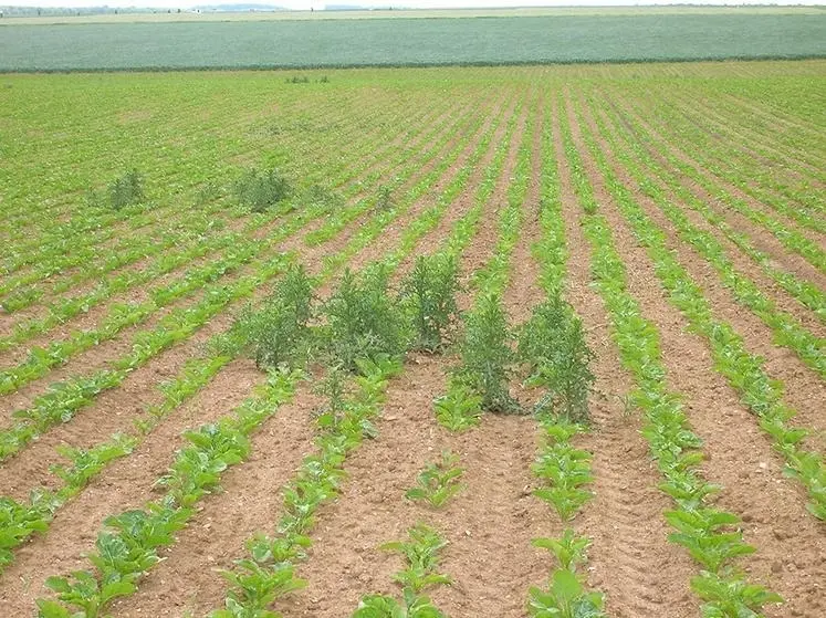 <em class="placeholder">Parcelle de betterave avec des chardons</em>