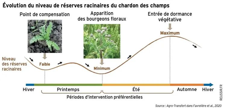 <em class="placeholder">Graphique - Évolution du niveau de réserves racinaires du chardon des champs</em>