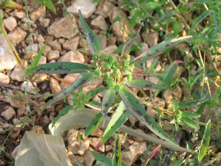 <em class="placeholder">plant d&#039;euphorbe de David</em>