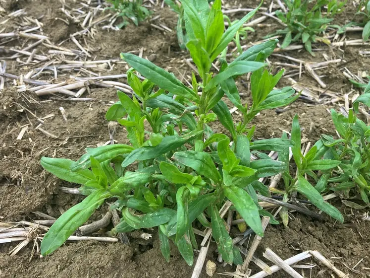 <em class="placeholder">Plante de cameline au mois de mars en Haute-Garonne.</em>