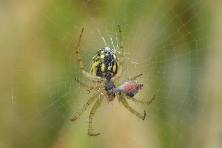 <em class="placeholder">Sur leurs toiles, les araignées capturent une multitude d'insectes.</em>