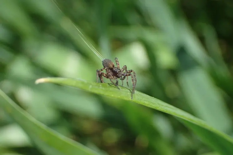 <em class="placeholder">Araignée dévidant des fils de soie.</em>