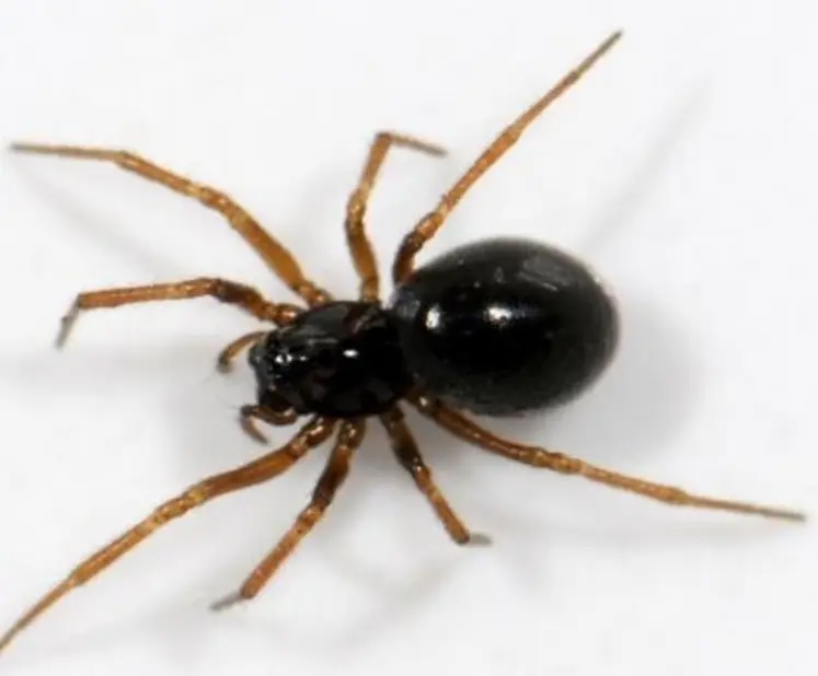 <em class="placeholder">L'araignée «Erigone atra» est une grande consommatrice de pucerons.</em>