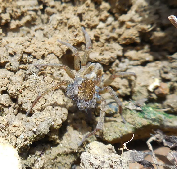 <em class="placeholder">Araignée-loup (lycose) chassant des insectes au sol.</em>