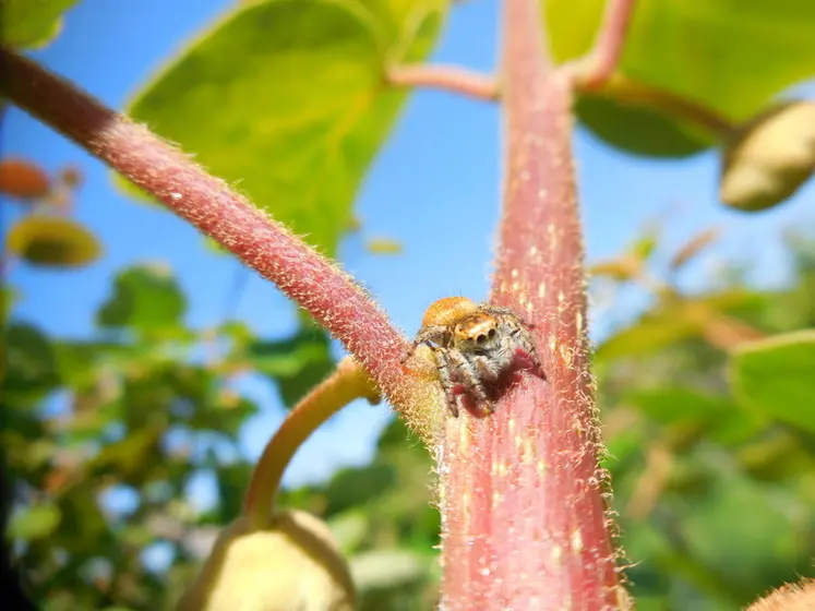 <em class="placeholder">Les araignées sauteuses (salticidae) chassant à l'affût.</em>