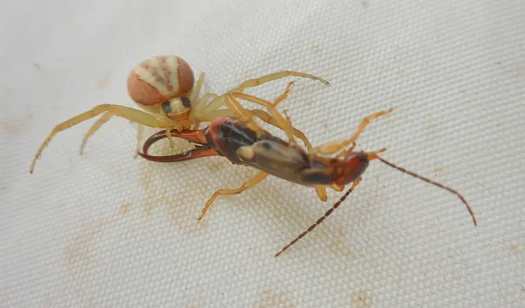 <em class="placeholder">Araignée thomise chassant à l'affût.</em>