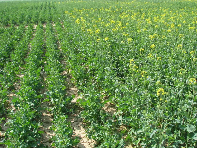<em class="placeholder">Parcelle de variétés de colza aux précocités à floraison différentes. </em>