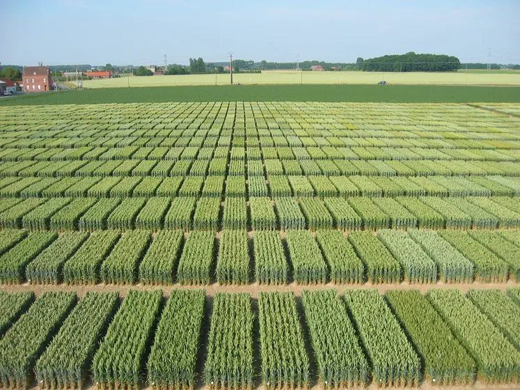 <em class="placeholder">Plateformes d’essais de variétés de blé tendre. </em>