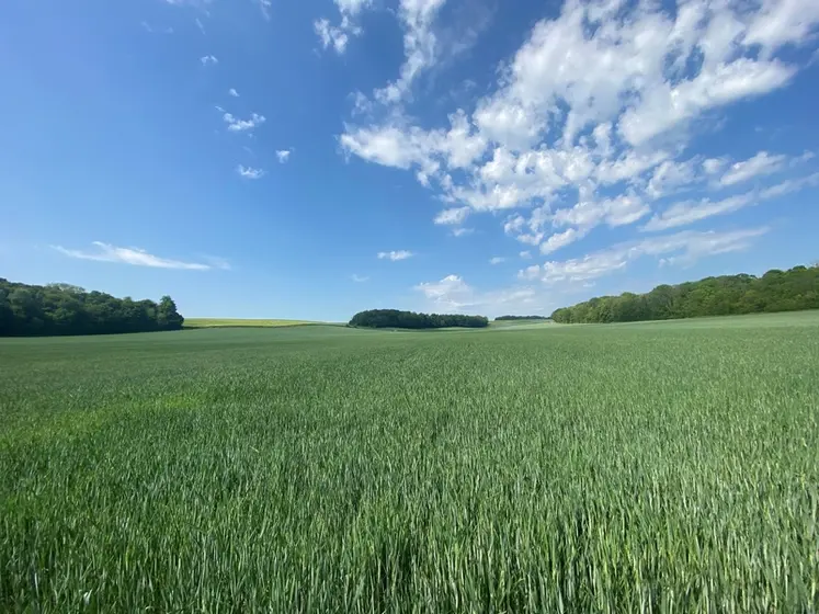 <em class="placeholder">Parcelle de blé tendre dans le nord de la France.</em>