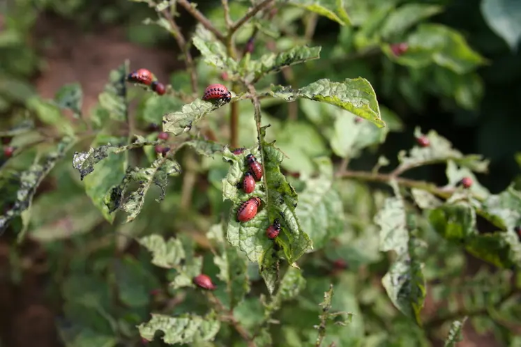 <em class="placeholder">I M G _ 0 7 0 5 / Cultures / insectes ravageurs / larves de doryphores sur pomme de terre / dégâts sur les feuilles</em>