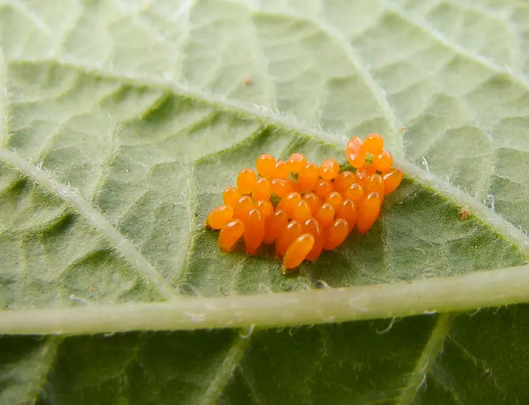 <em class="placeholder">paquet d'oeufs de doryphore sous une feuille de pomme de terre</em>