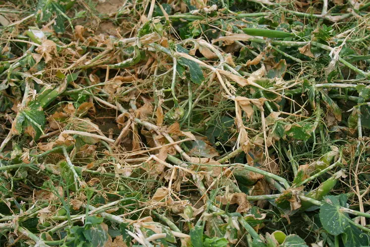 <em class="placeholder">Orage de grêle sur pois de conserve dans la Somme. accident climatique sur une culture de protéagineux. perte de rendement. sinistre dû à un phénomène naturel. ...</em>