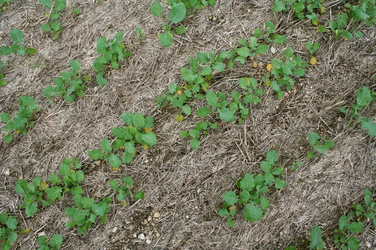 <em class="placeholder">I M G _ 4 1 9 2 / levée d'un colza implanté en semis direct, stade premières feuilles, automne, non travail du sol, résidus de culture, oléagineux.</em>
