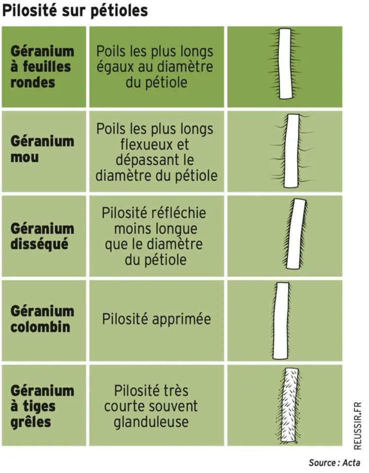 <em class="placeholder">Graphique : Pilosité sur pétioles</em>