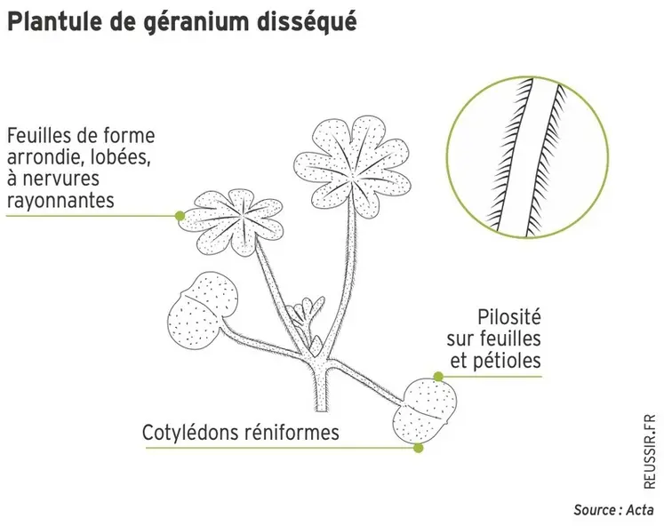 <em class="placeholder">Graphique : Plantule de géranium disséqué</em>