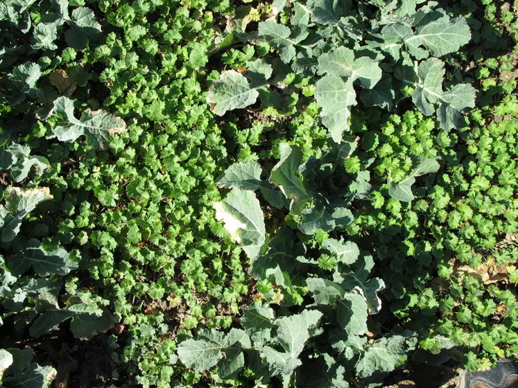 <em class="placeholder">Infestation de géraniums dans une culture de colza. Mauvaises herbes des cultures oléagineuses. Géranium adventice.</em>