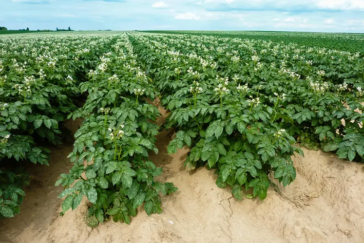 <em class="placeholder">Pomme de terre : l’augmentation rapide des surfaces fait-elle peser un risque sur la filière ?</em>