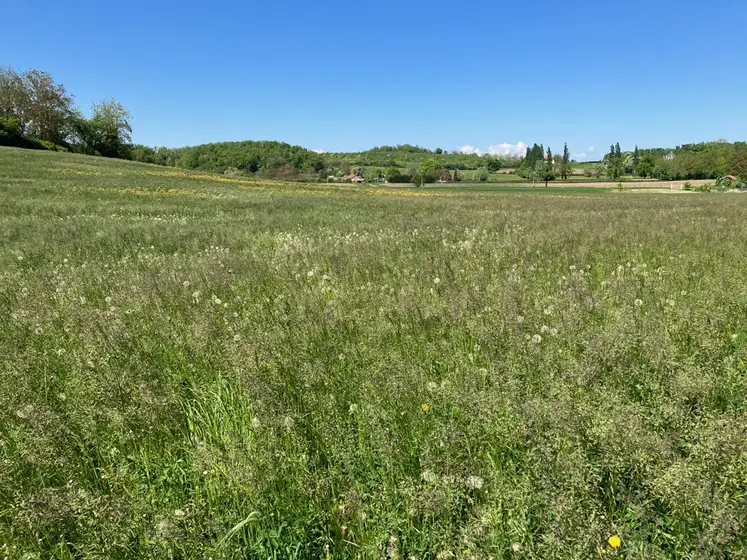 Parcelle en jachère.