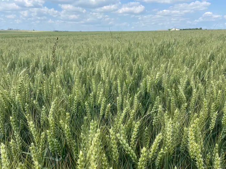 <em class="placeholder">Parcelle de blé tendre avec présence de ray-grass en juin 2025 dans le Pas-de-Calais</em>