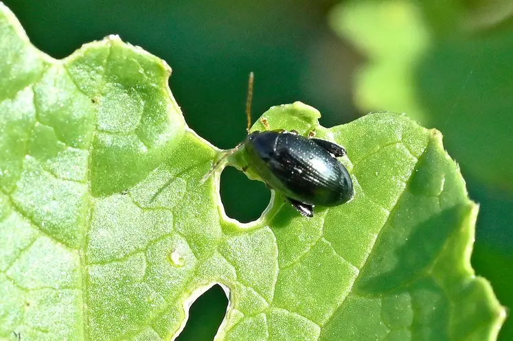 <em class="placeholder">grosse altise sur une feuille de colza</em>