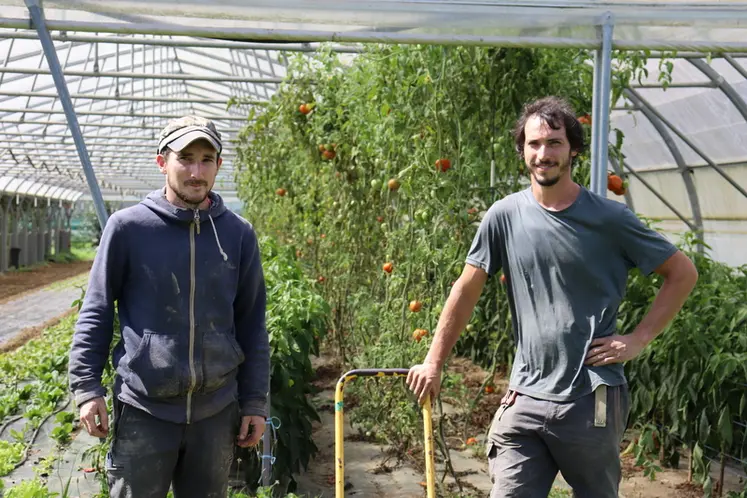<em class="placeholder">Andoni Aguerre et Alexander Feldmann Renteria, maraîchers à Gamarthe (64) devant une serre de tomates</em>