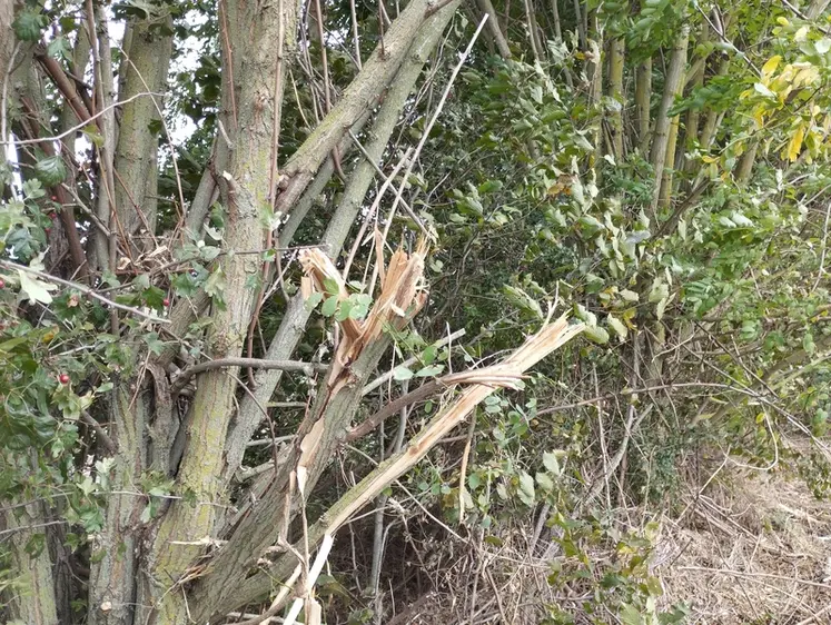 <em class="placeholder">Les grosses branches sont éclatées par le passage d'une épareuse, ce qui peut avoir un impact négatif sur la santé des arbres et arbustes.</em>
