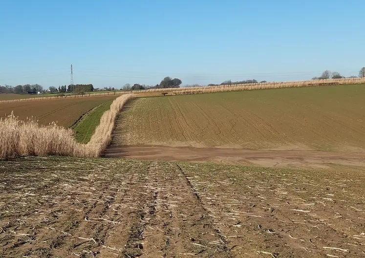 <em class="placeholder">Une bande de miscanthus est une alternative à la haie pour retenir des particules de sol, à condition d'en trouver un débouché.</em>