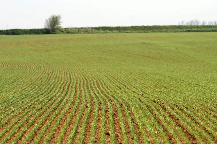 <em class="placeholder">Orge de printemps au stade levée. céréales. culture. parcelle agricole. rang. rangs.</em>