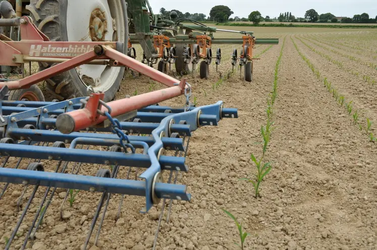 <em class="placeholder">Désherbage mécanique du maïs., </em>