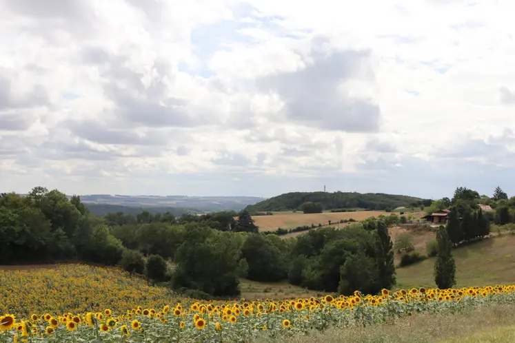 <em class="placeholder">Champ de tournesol vallonné</em>