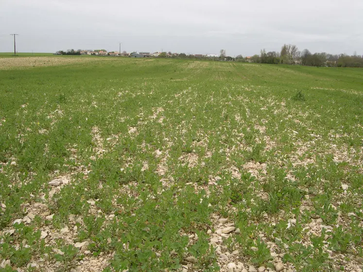 Colza carencé en phosphore. Carence. Manque d' élément nutritif dans le sol. Besoin d' engrais. Culture oléagineuse clairsemée.