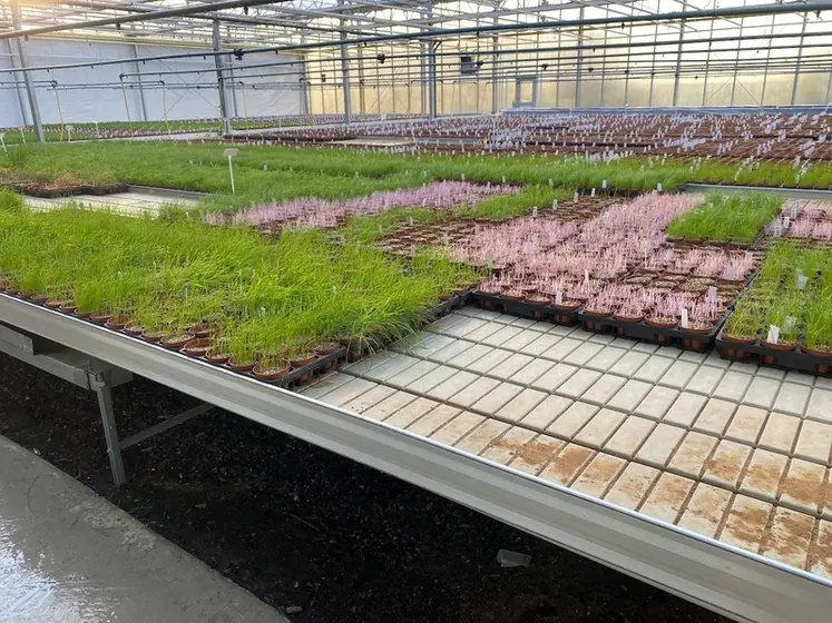 <em class="placeholder">Une série d&#039;herbicides est appliquée en conditions contrôlées sur les graminées échantillonées  avec une mesure d&#039;efficacité de chaque produit.</em>