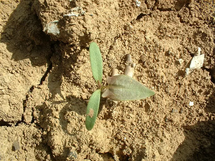 <em class="placeholder">Adventices. Mauvaises herbes des cultures.  RenouÃ©e liseron au stade plantule.</em>