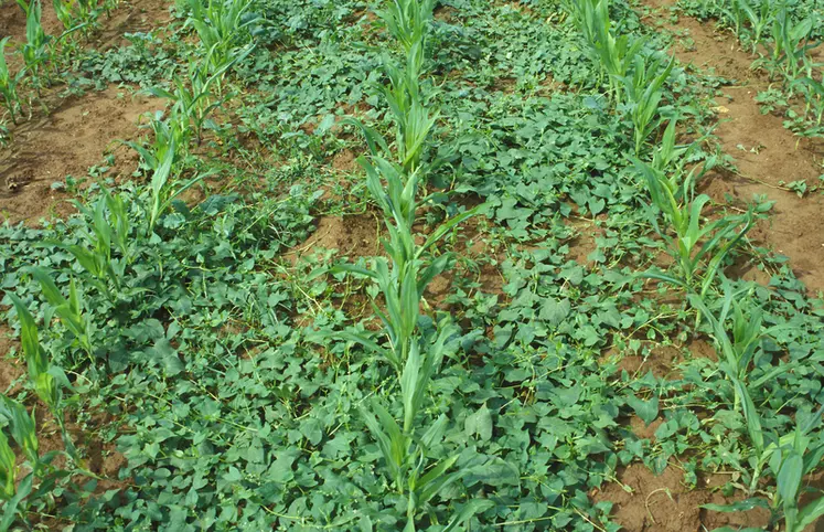 <em class="placeholder">Cultures / adventices / renouée - liseron dans maïs</em>