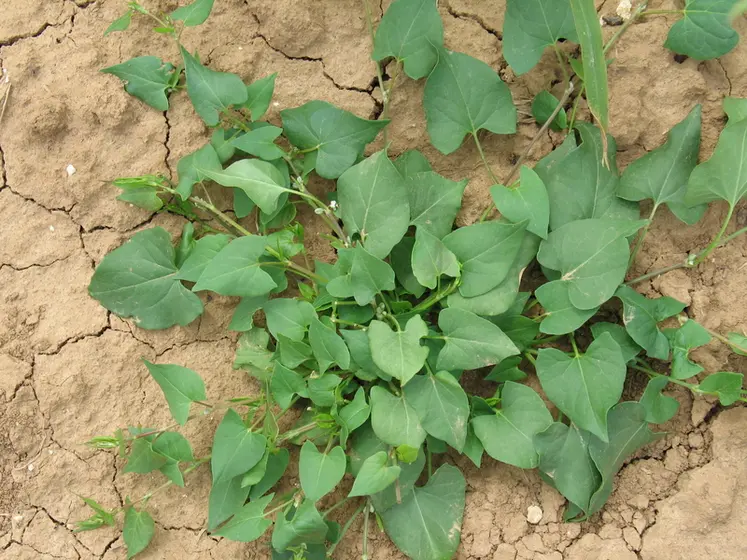 <em class="placeholder">adventice nuisible en culture de maïs , mauvaise herbe, renouée-liseron, Fallopia convolvulus, levée de printemps, désherbage</em>