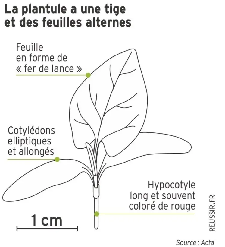 <em class="placeholder">La plantule a une tige et des feuilles alternes</em>