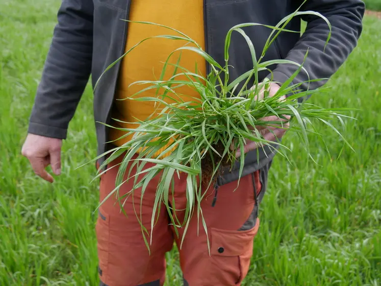 <em class="placeholder">L’utilisation du nouveau herbicide de Bayer (Mateno Duo) visera en particulier les graminées adventices, en l’associant de préférence avec d’autres produits.</em>
